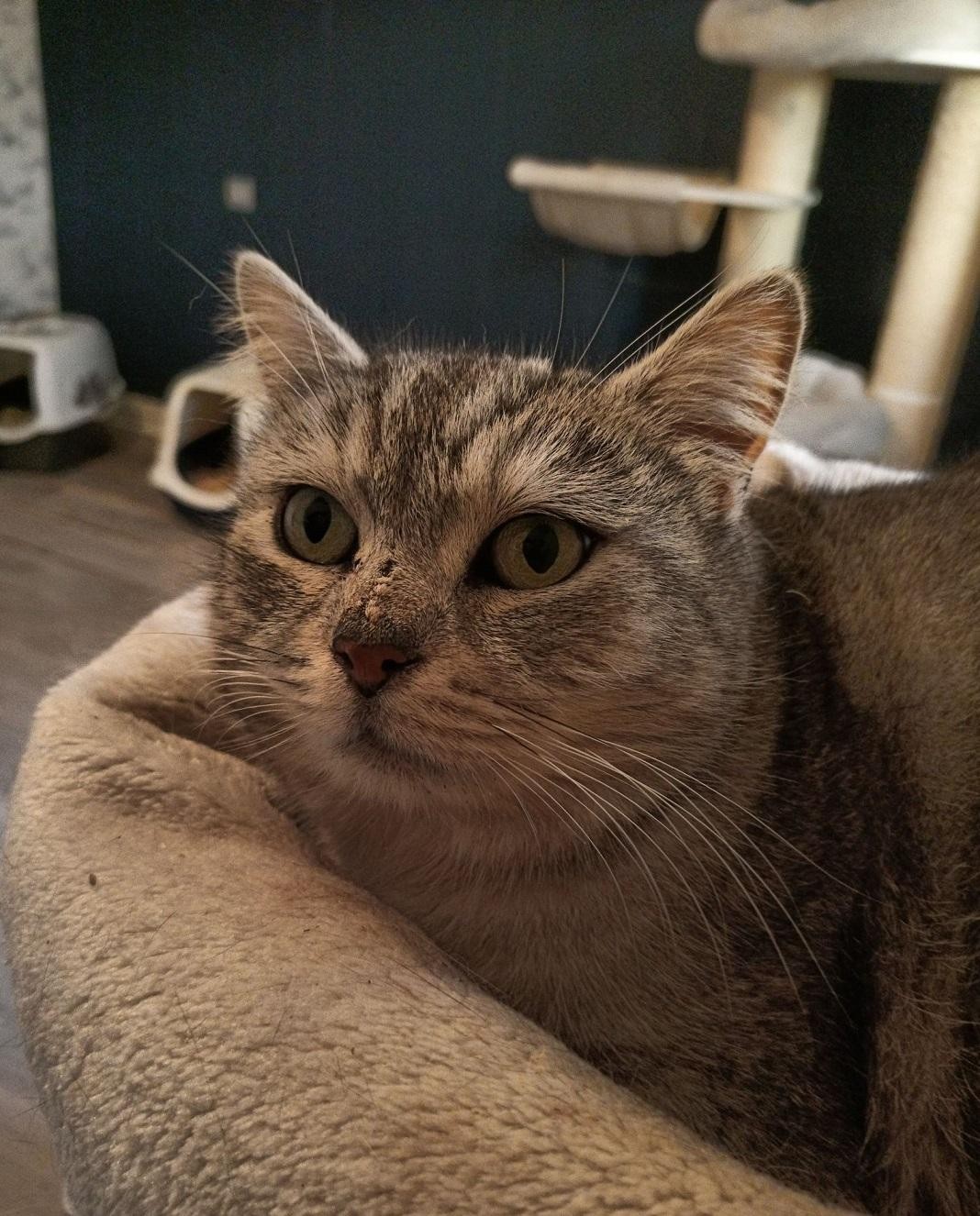 SOLSTICE - F - Née le 01/09/2015 - Adoptée en juin 2021