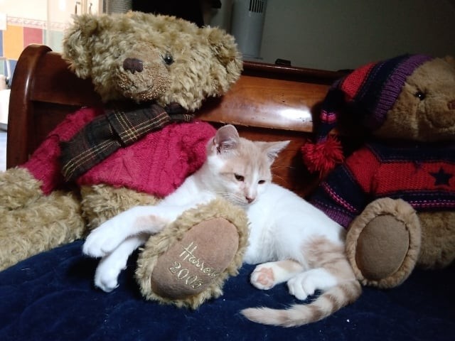 SPECULOS - M - Né le 01/09/2021 - Adopté en Avril 2022