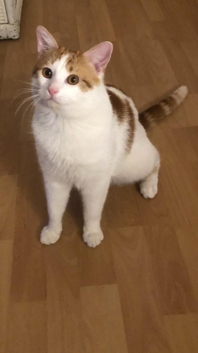 SPIROU - M - Né le 01/05/2020 - Adopté en avril 2021