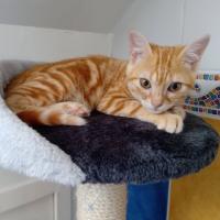 STEFFY - F - Née le 15/04/2021 - Adoptée en Septembre 2021
