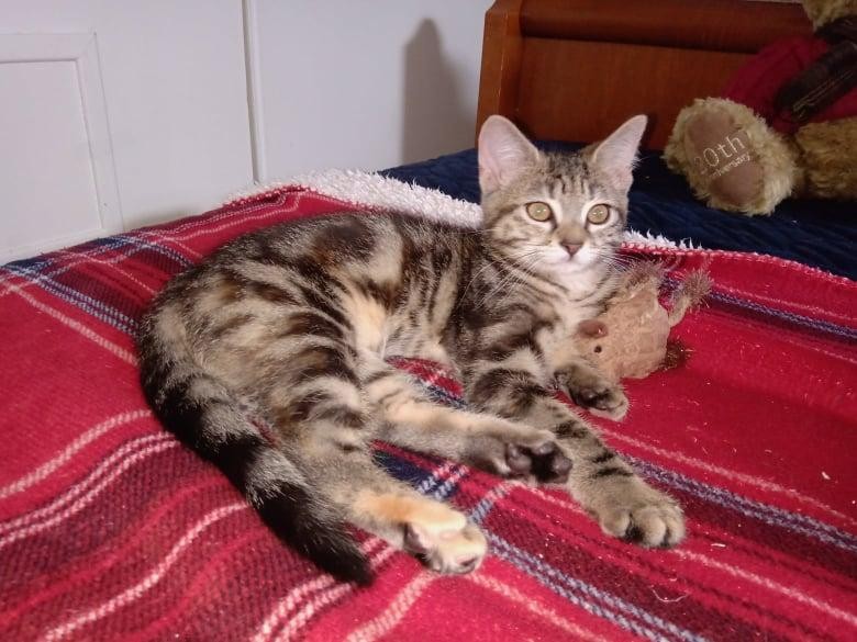 STELLA - F - Née le 25/03/2021 - Adoptée en aout 2021
