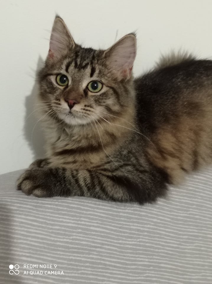 STEP - F - Née le 15/07/2021 - Adoptée en Janvier 2022