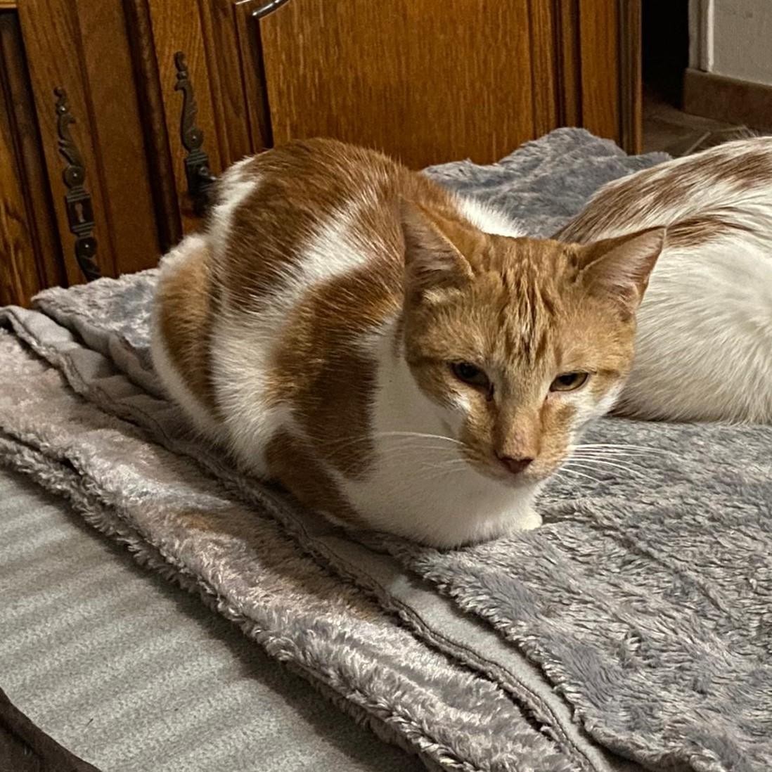 STOMY - M - Né le 01/06/2018 - Adopté en mai 2021