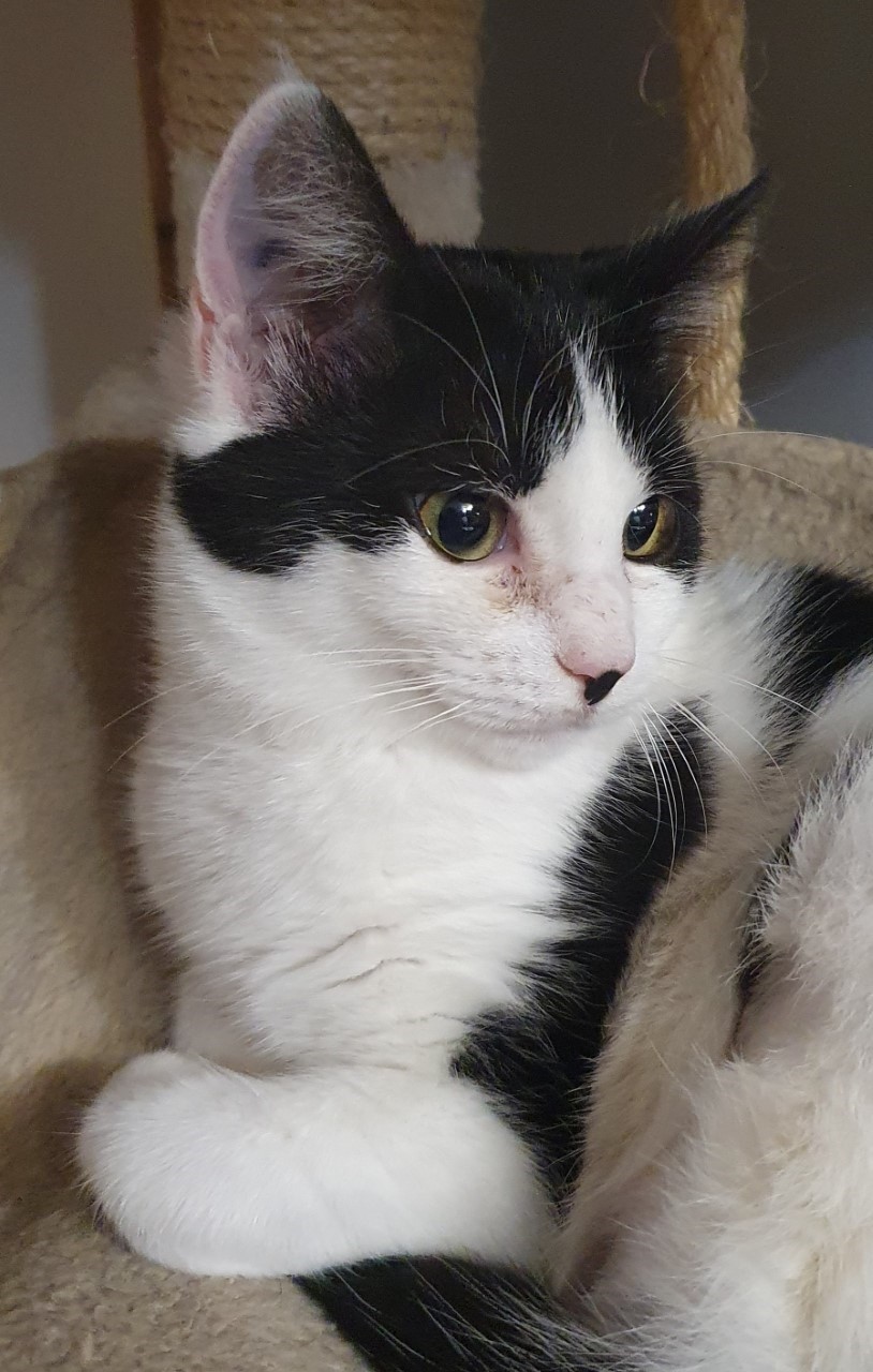 STYX - F - Née le 15/08/2021 - Adoptée  en Avril 2022