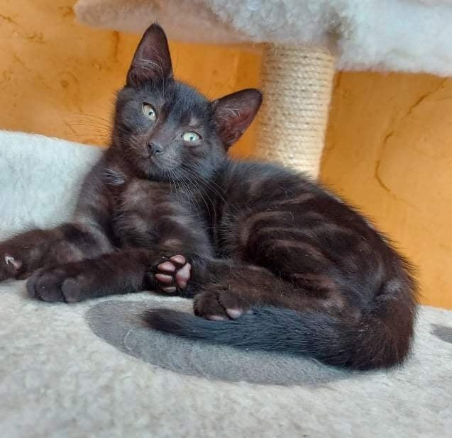 SUENO - M - Né le 20/06/2021 - Adopté en Janvier 2022