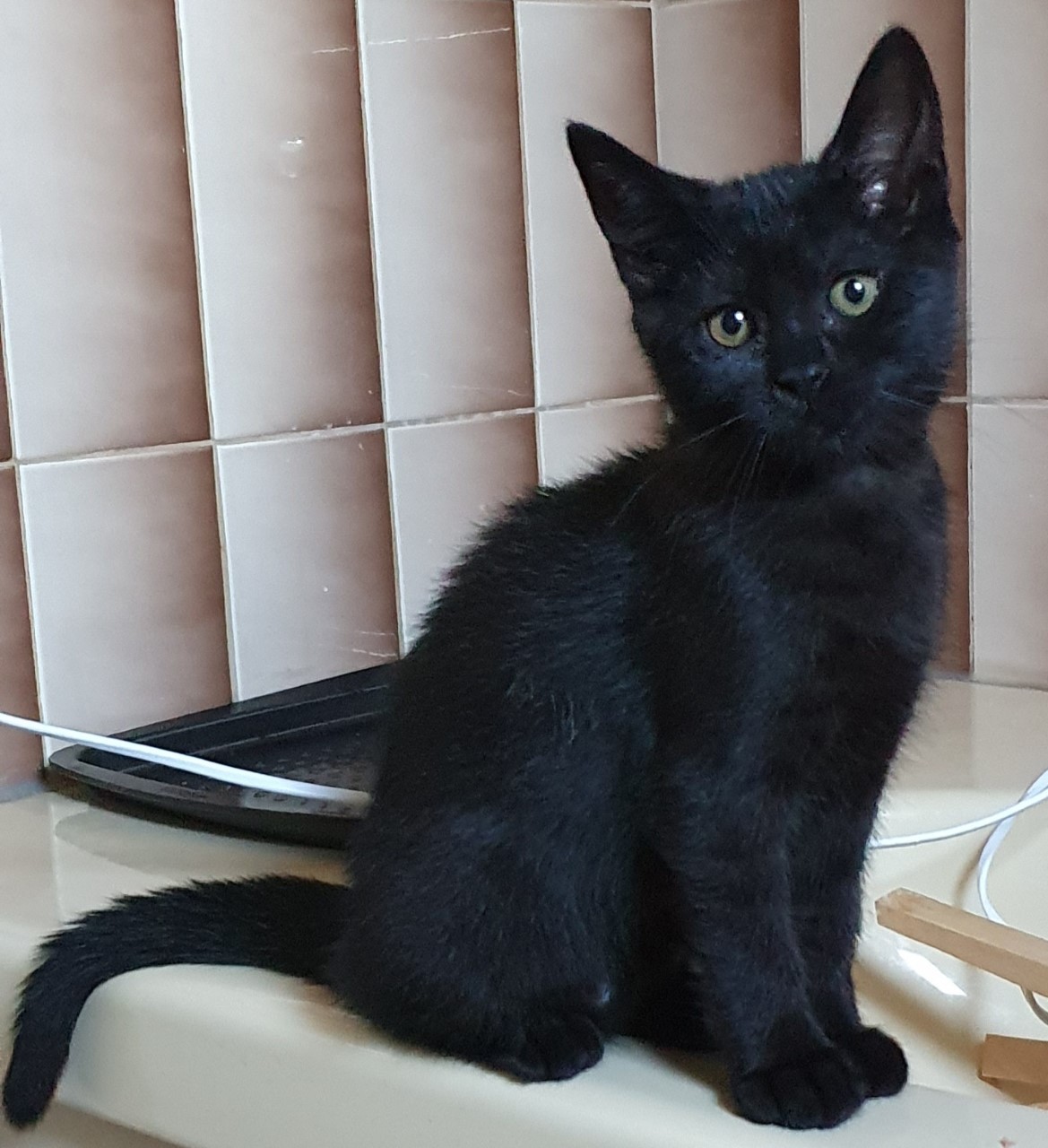 SUN - F - Née le 14/05/2021 - Adoptée en Septembre 2021