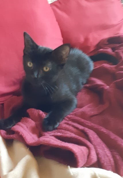 SUNNY - F - Né lee 20/04/2021 - Adoptée en Septembre 2021