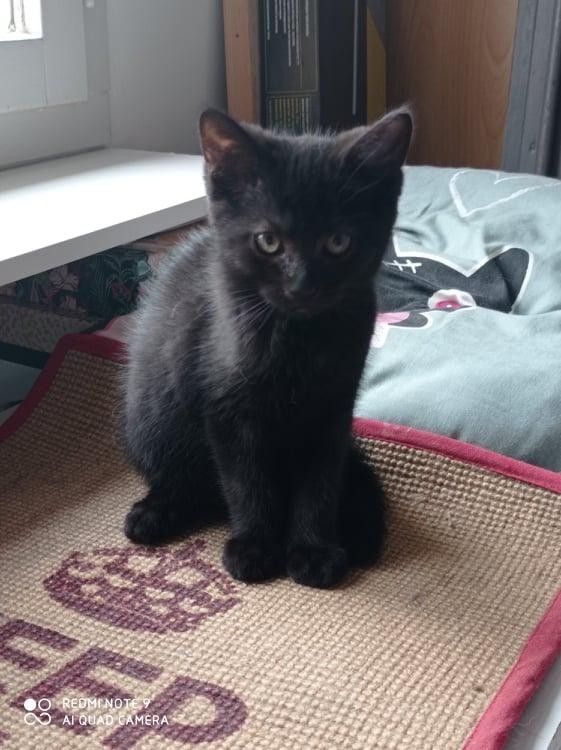 SUSHI - M - Né le 18/04/2021 - Adopté en aout 2021