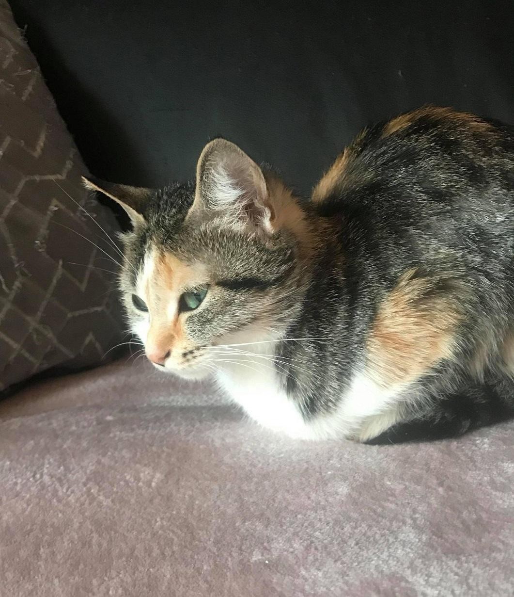 SUZON - F - Née le 01/04/2019 - Adoptée en avril 2021