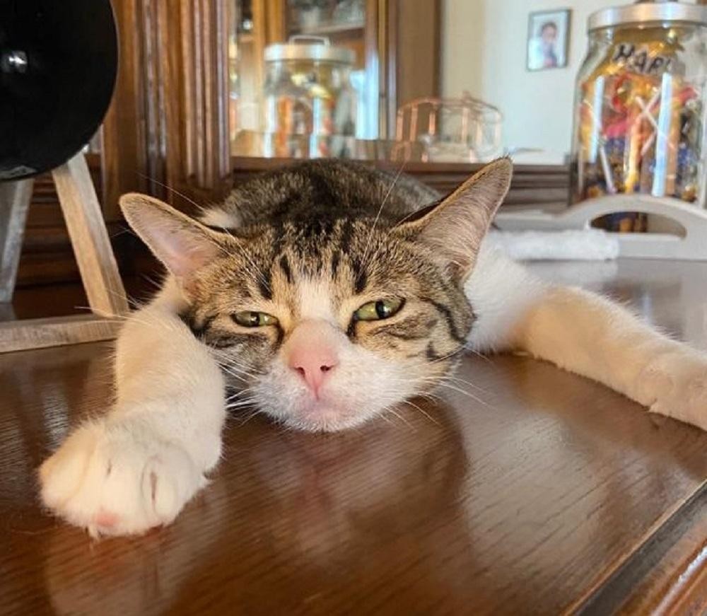 SUZIE - F - Née le 10/09/2020 - Adoptée en avril 2021