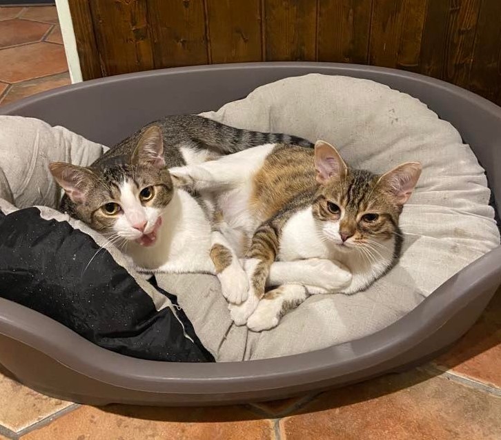 SWAT et STAKKATO - Né en Mai 2022 - Adopté en 01/2023