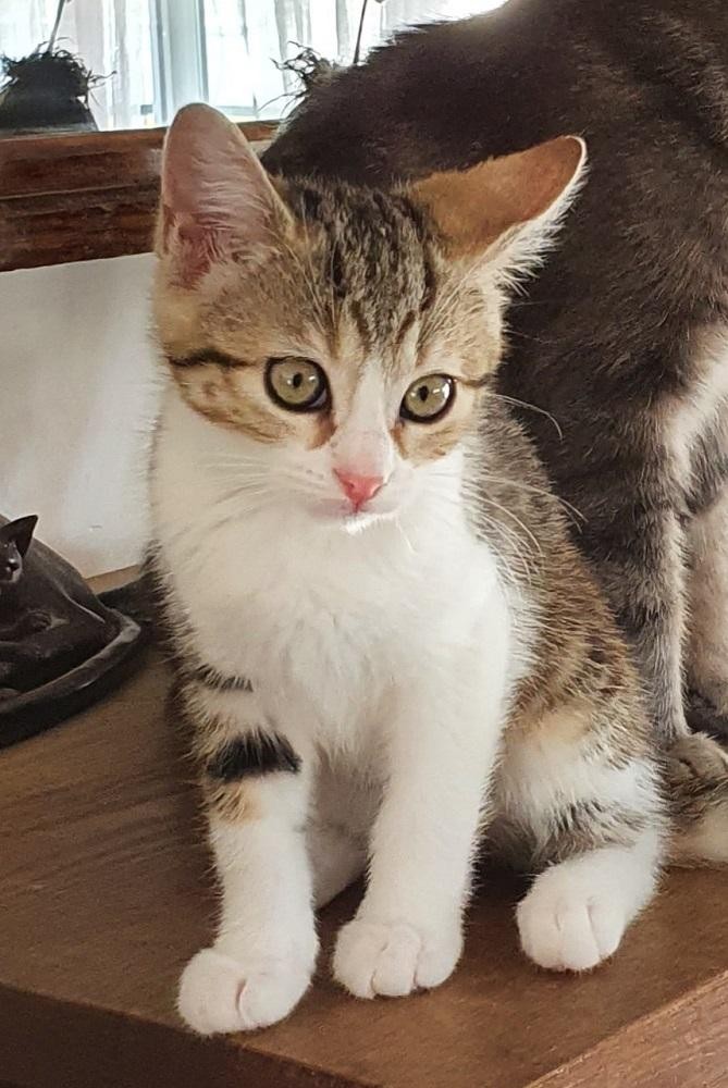 SWEETY - F - Née le 01/04/2021 - Adoptée en aout 2021