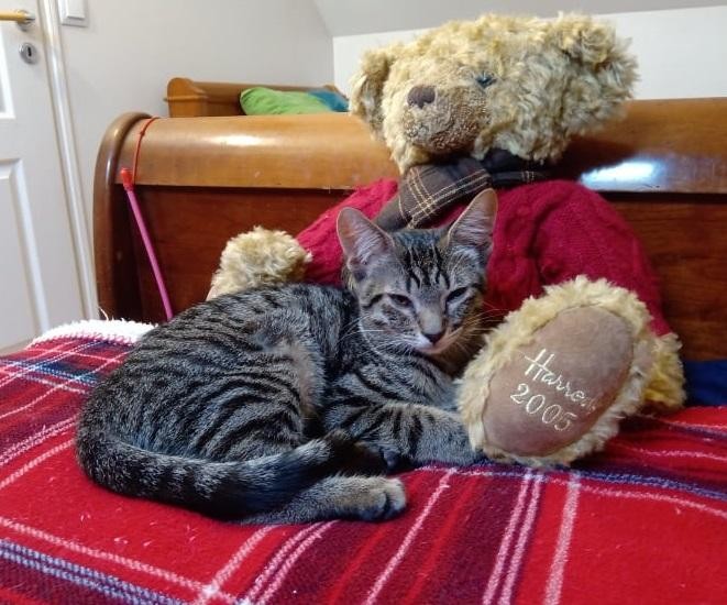 SWANNY - M - Né le 25/03/2021 - Adopté en Septembre 2021