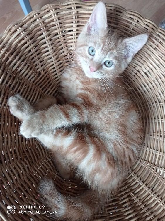 SWING - M - Né le 18/04/2021 - Adopté en aout 2021