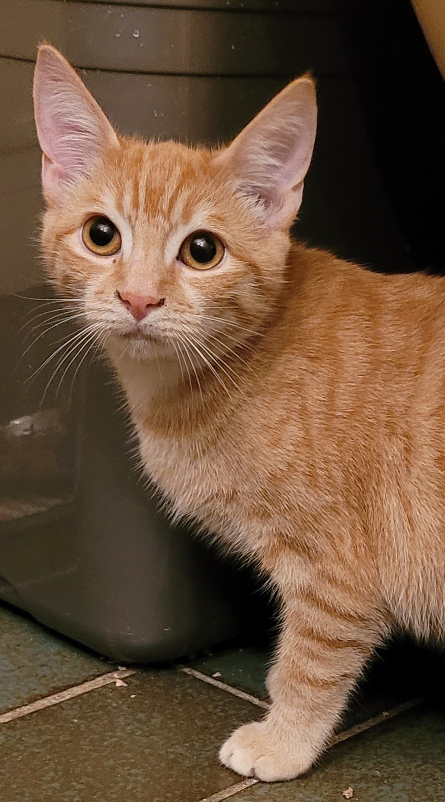 SYBIL - F - Née le 15/08/2021 - Adoptée en Mars 2022