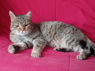 SYMBA - M - né le 01/03/2020  - Adopté en Avril 2023