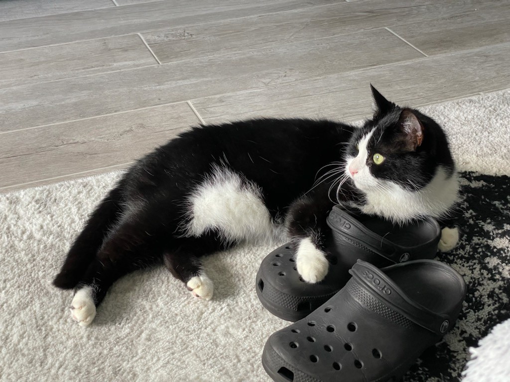 SYMPA - Née le 01/04/2012 - Adopté en 03/2023