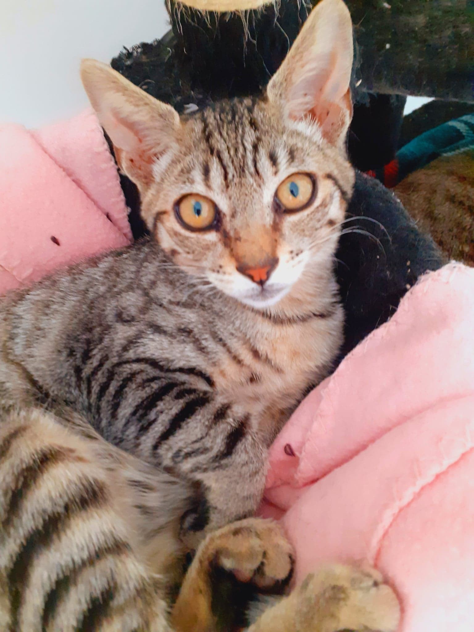 TAC - M - Né le 20/05/22  - Adopté en Janvier 2023