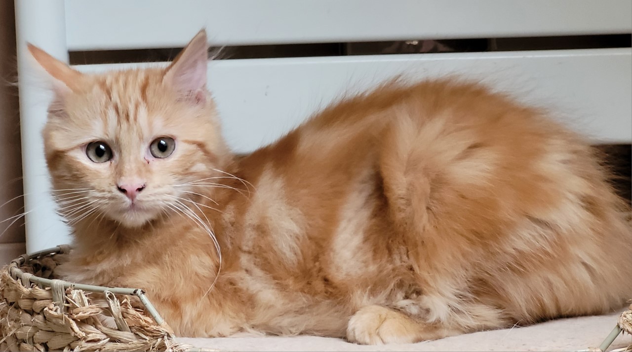 TARAH - F - Née le 10/10/2022 - Adoptée en 03/2023