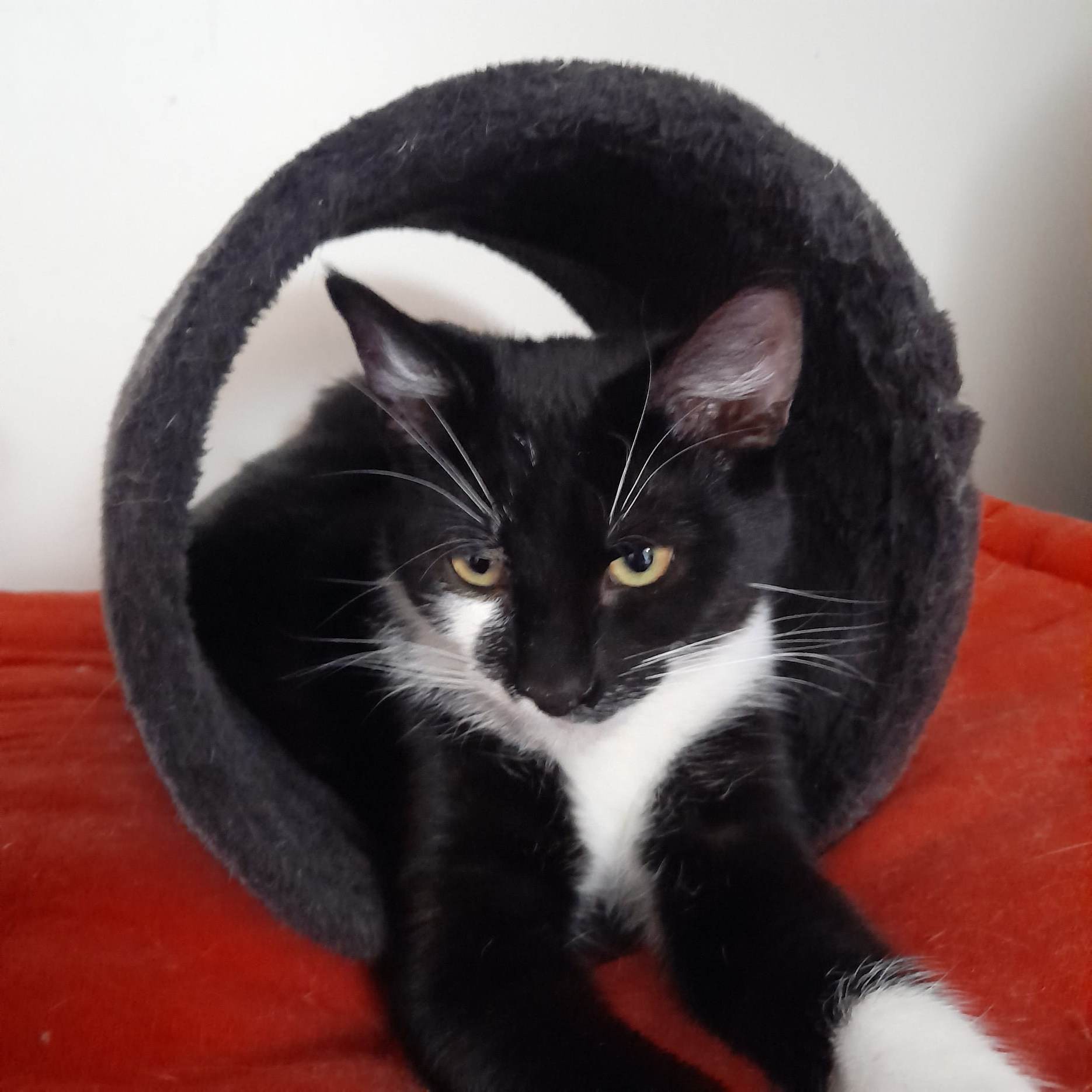 TARGUS - M - Né le 01/08/2022 - Adopté en 03/2023