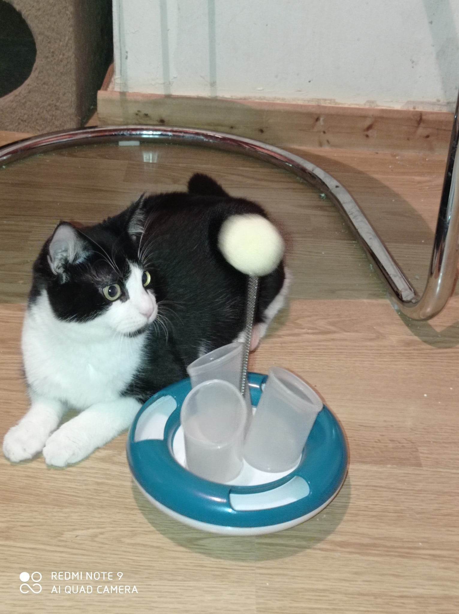 TAUROS - M - Né le 08/06/22 - Adopté en Janvier 2023