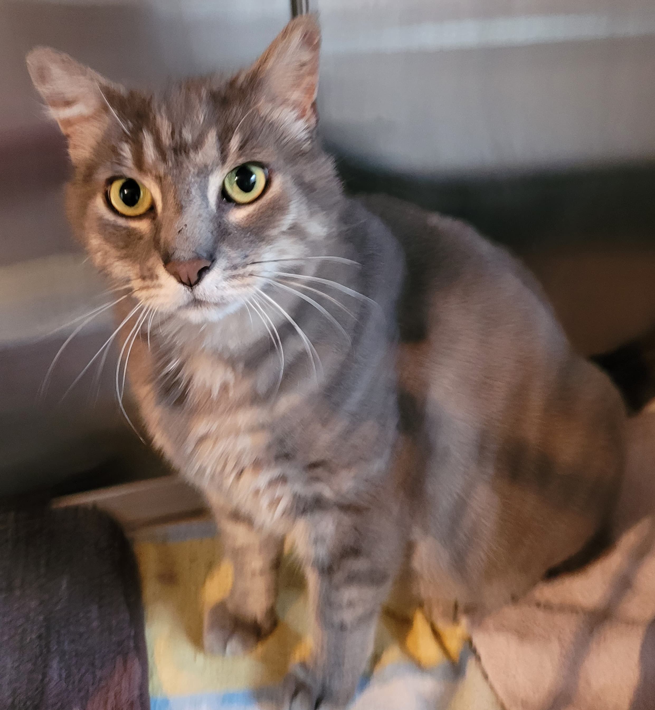 TAZ - M - Né le 01/01/2018 - Adopté en Septembre 2022