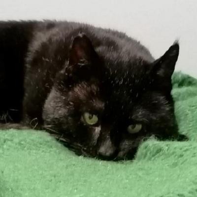 TEI CHI - M - Né le 01/01/2016 - Adopté en janvier 2021