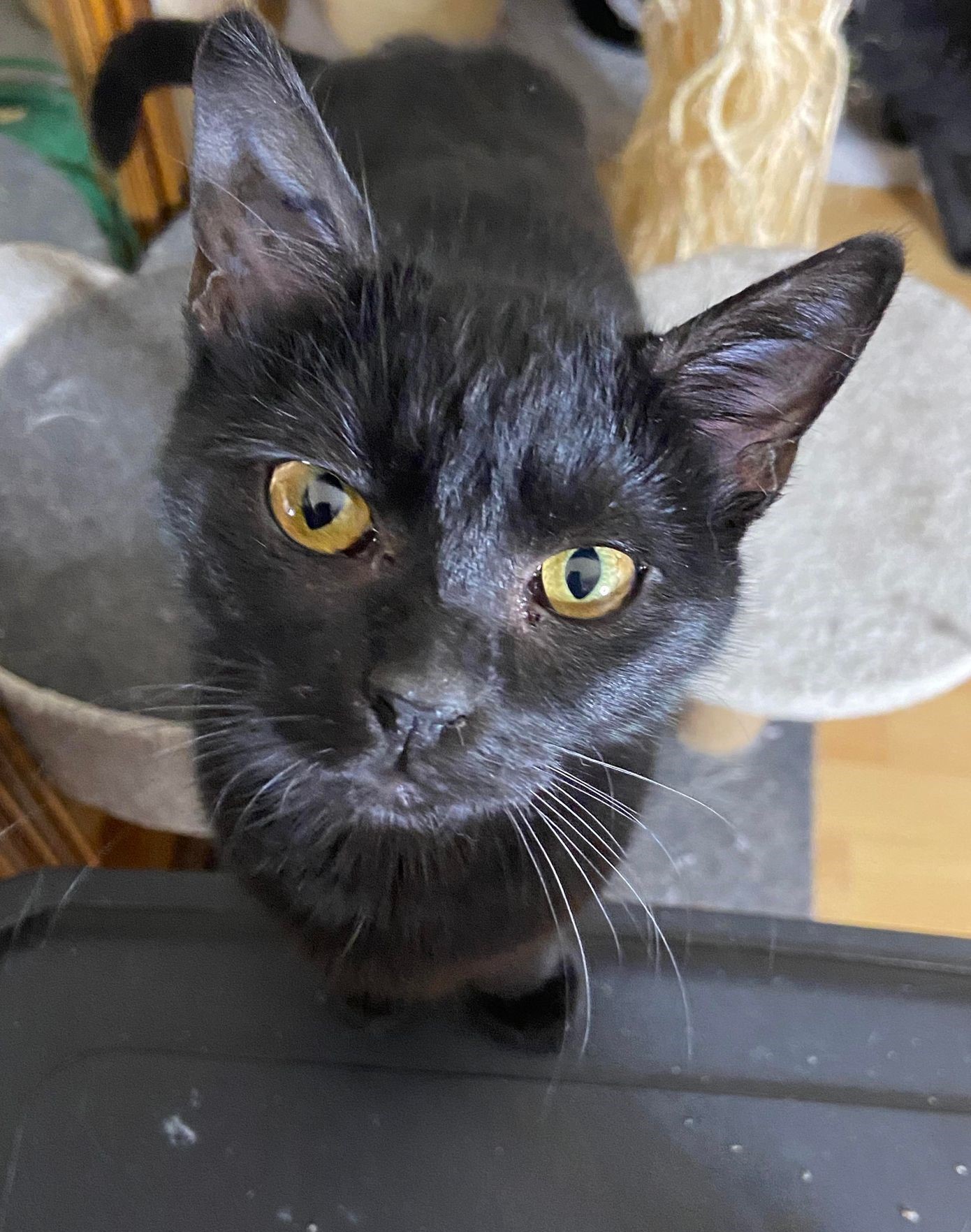 TEN TEN - F - 01/06/2022 - Adoptée en 03/2023