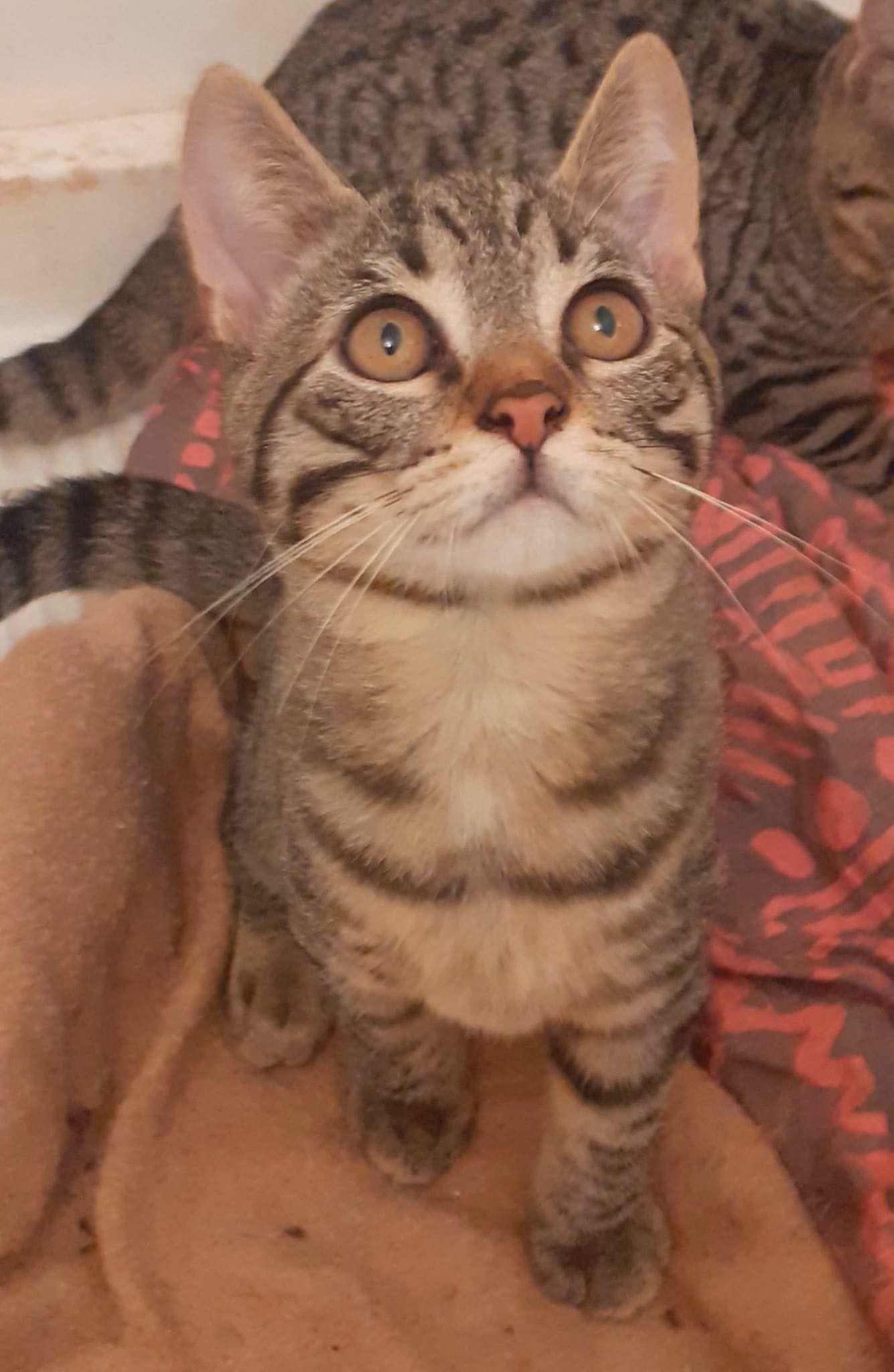 TENGA - M - 01/06/2022 - Adopté en Decembre 2022