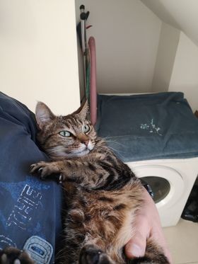 TEQUILA - F - Née le 01/08/2021 - Adoptée en 02/2023