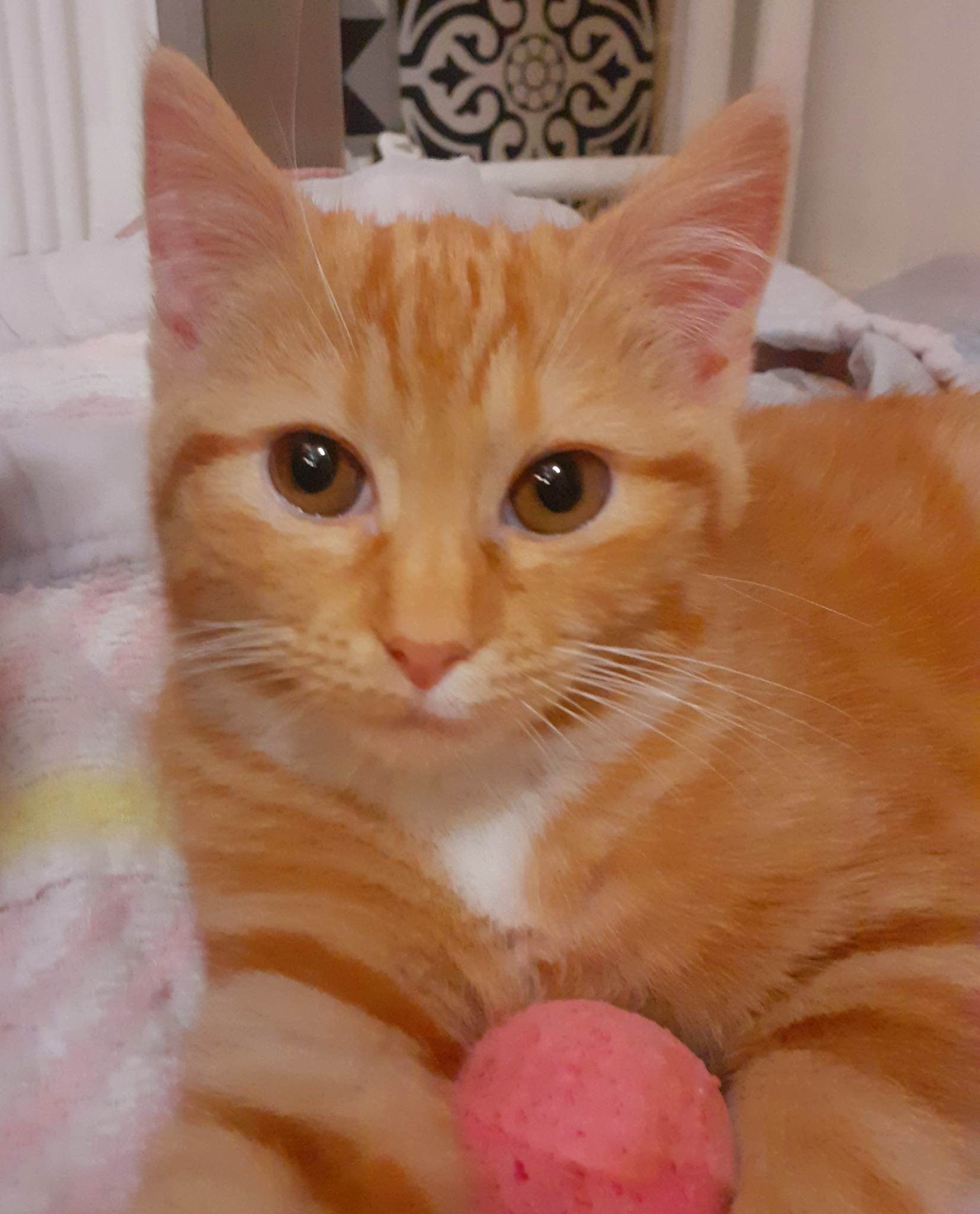 TEQUILA - F - Née le 22/08/2022 - Adoptée en 01/2023