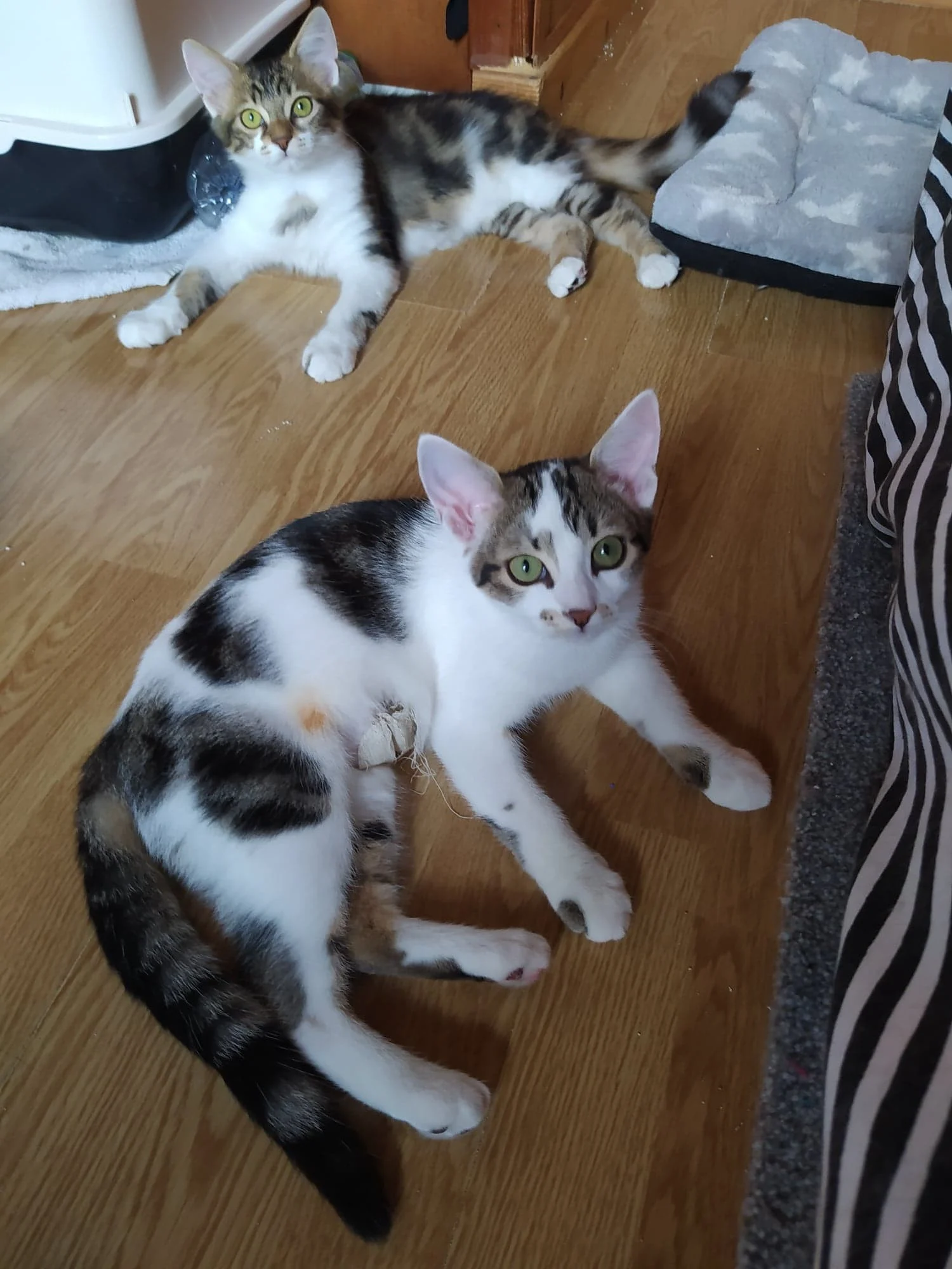 TESLA - F - Née le 05/05/2022 - Adoptée en 05/2023