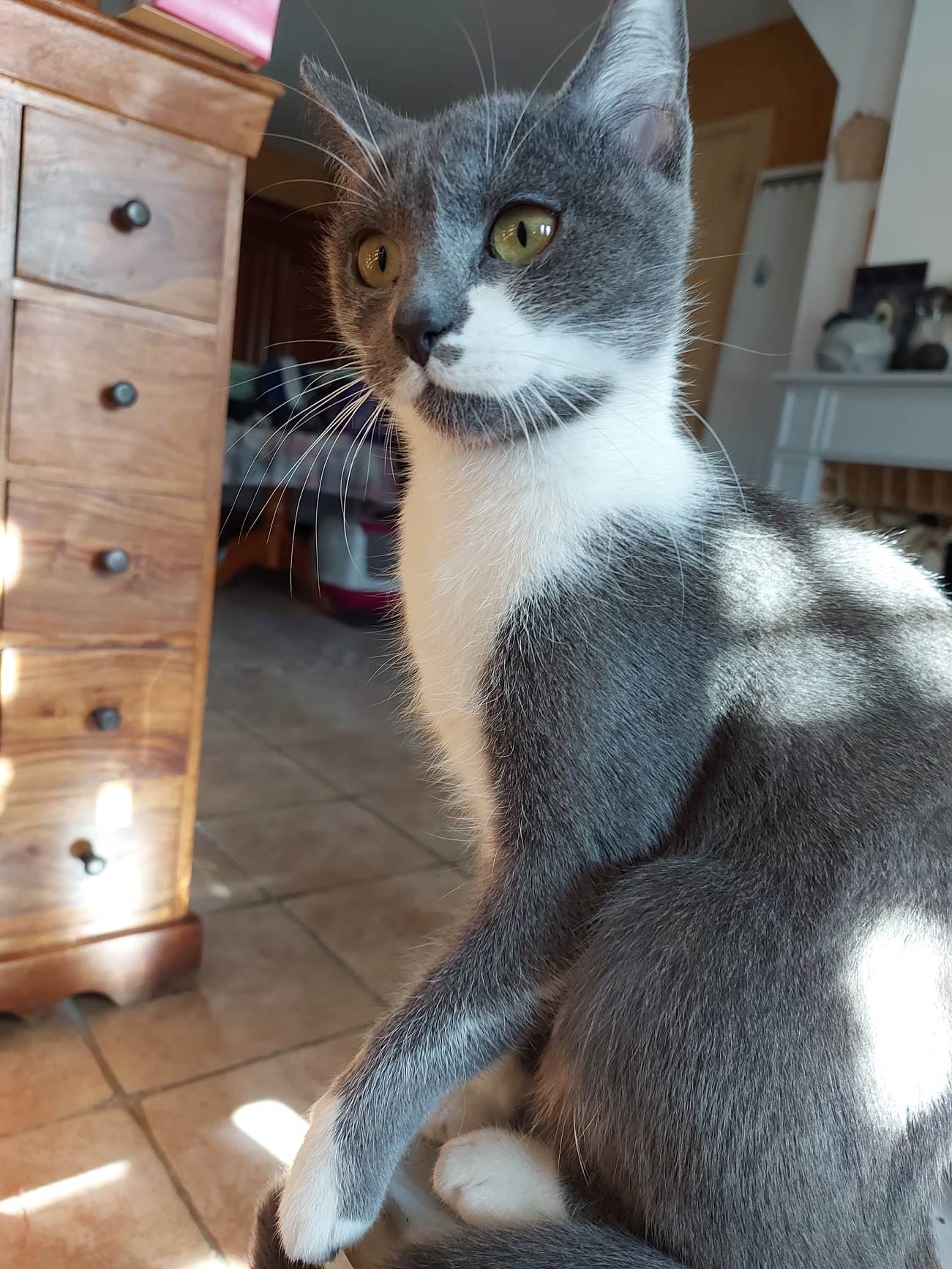 TESS - F - Née le 01/07/2022 - Adoptée en 03/2023