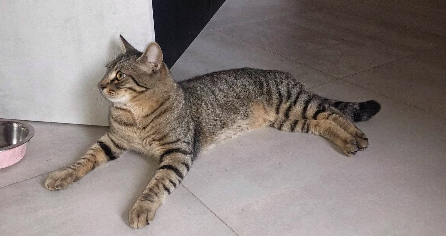 TEXTO - M - Né le 15/11/2021 - Adopté en 02/2023