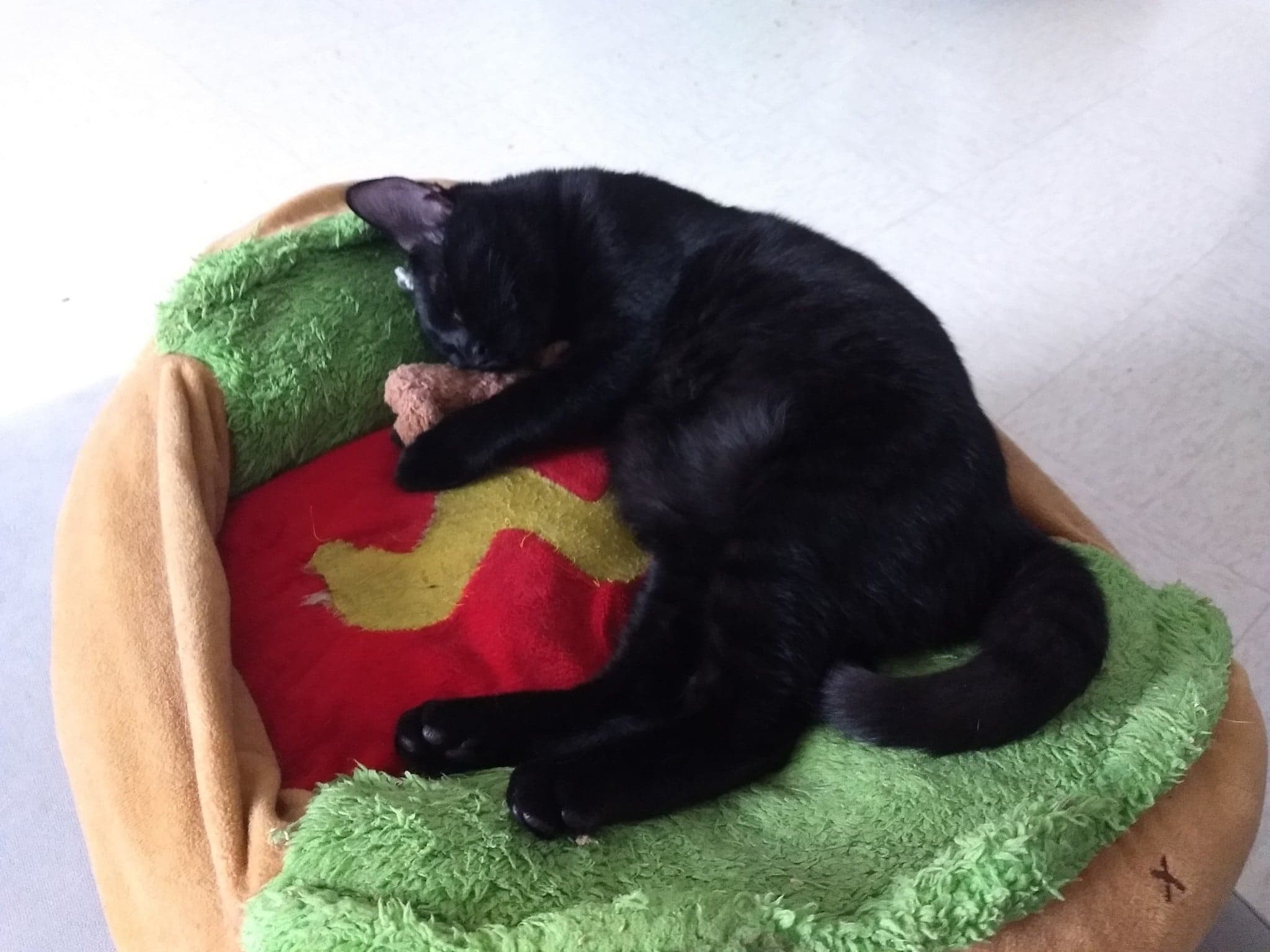 THENA - F - Née le 20/07/2022 - Adopté en 04/2023