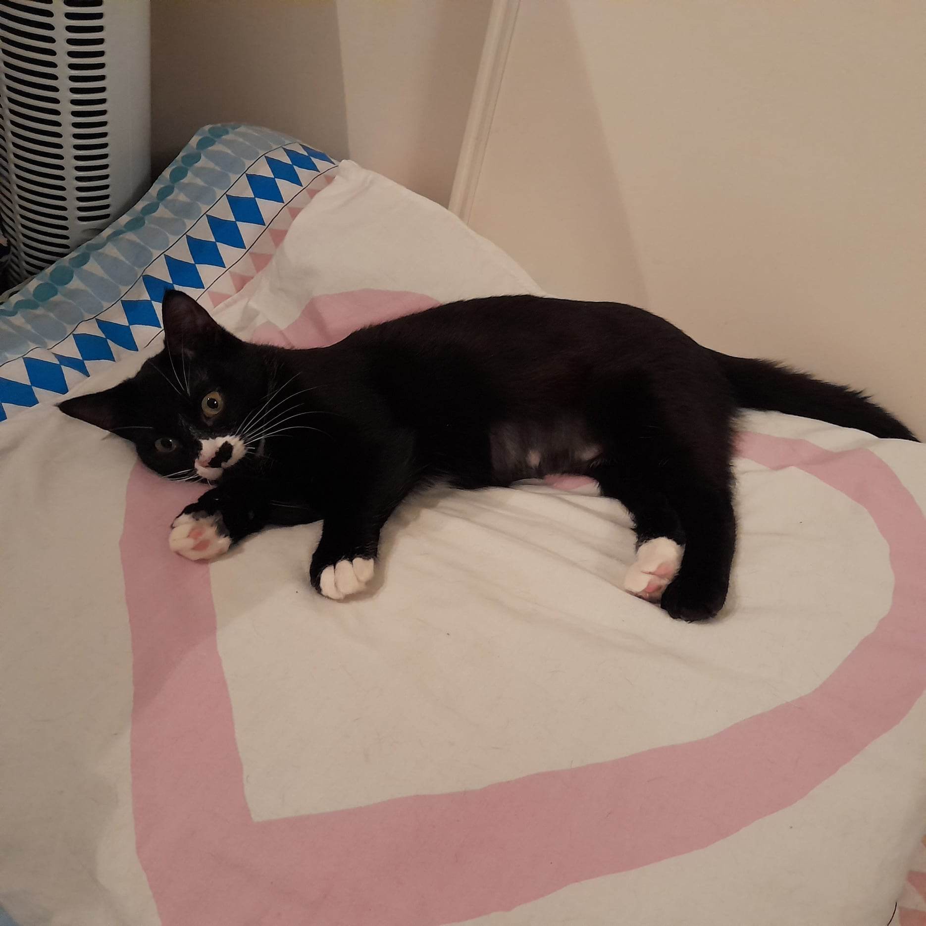 THEOLIA - F - Née le 01/08/2022 - Adoptée en Mars 2023