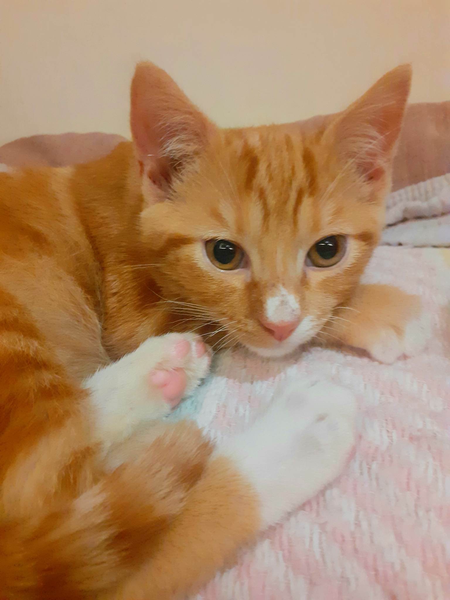 TIBISCUIT - M - Né le 22/08/2022 - Adopté en 01/2023