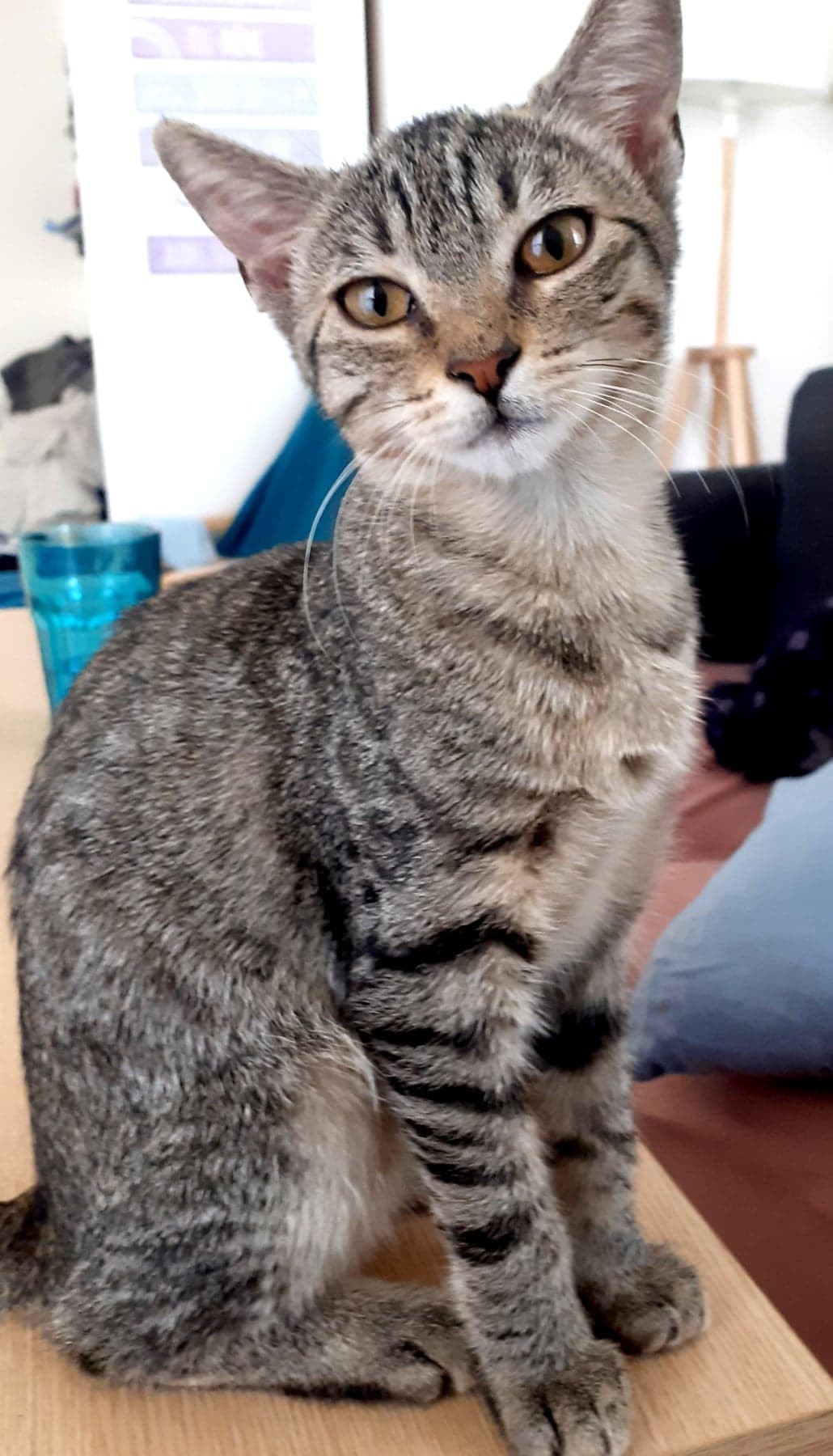 TIC - F - Née le 20/05/22 - Adoptée en Janvier 2023