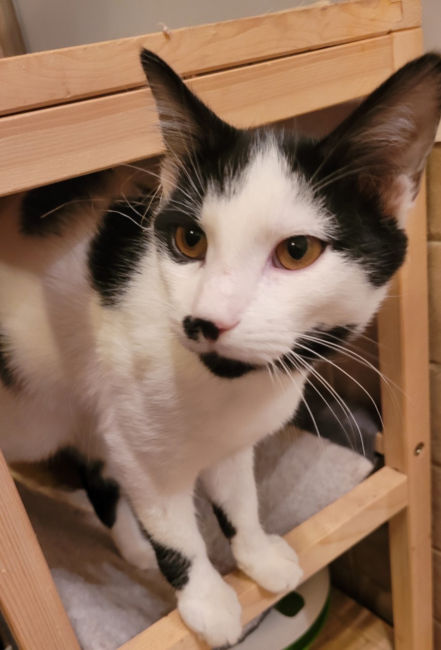 TIGERINOO - M - Né le 01/09/2022 - Adopté en Avril 2023