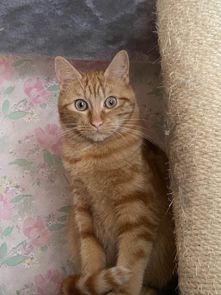 TILOU - M - Né le 01/06/2022- Adopté en 01/2024