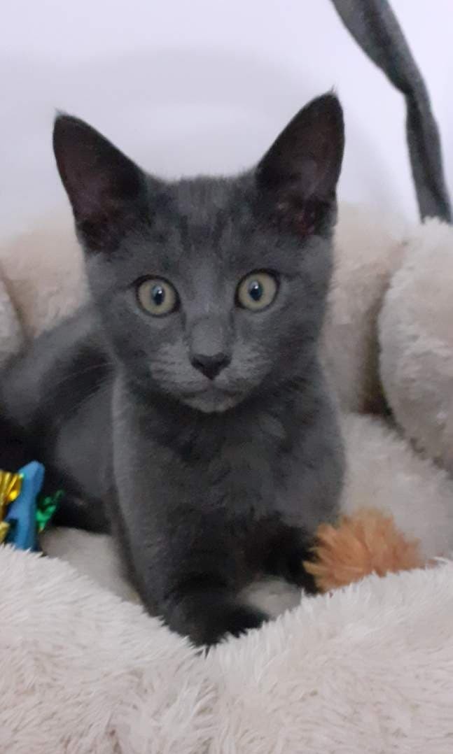 TIMOTHEE - M - Né le 15/04/2022 - Adopté en Avril 2022