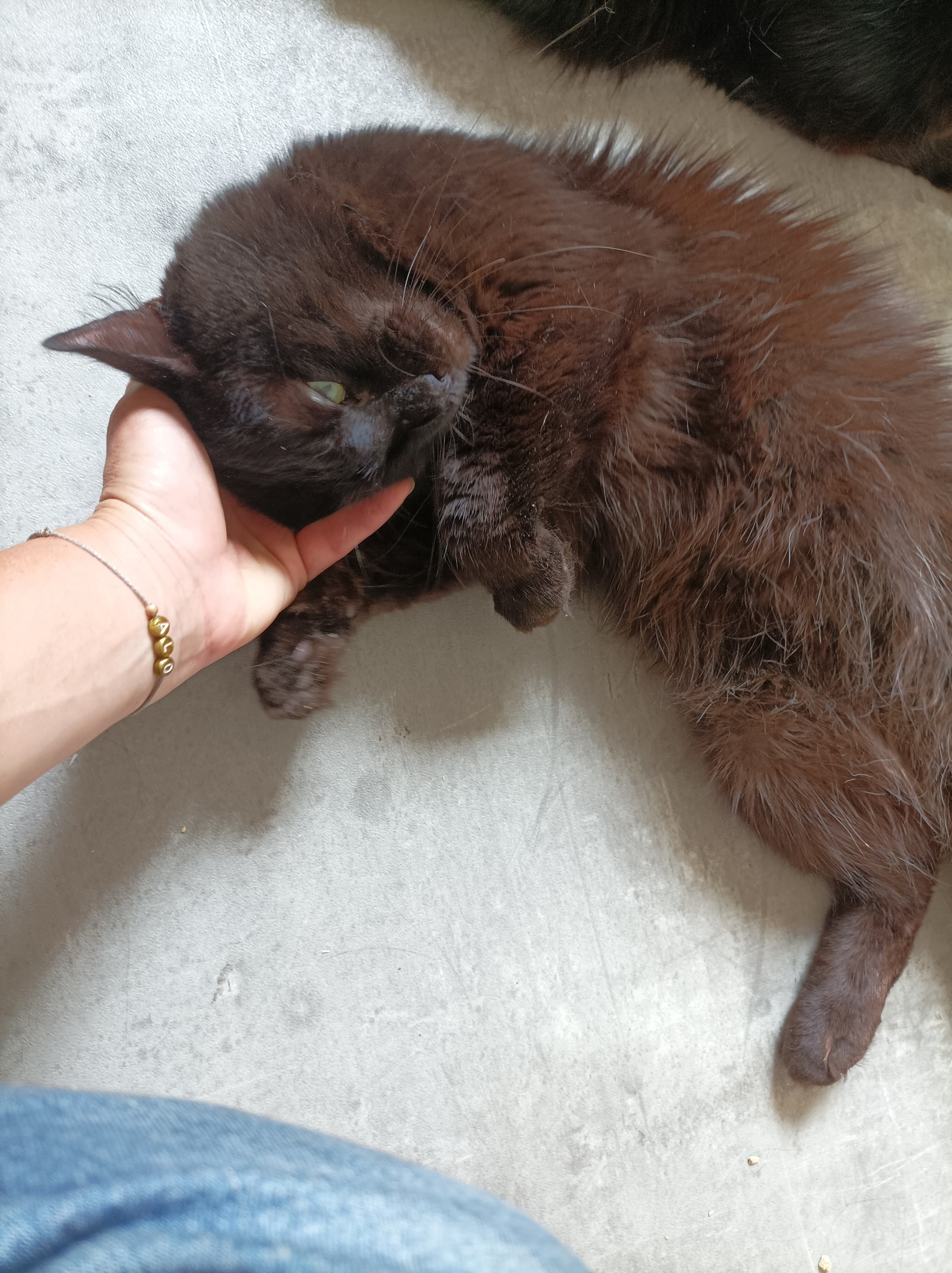 TIPOMPON - Né le 01/04/2022 - Adopté en 01/2024