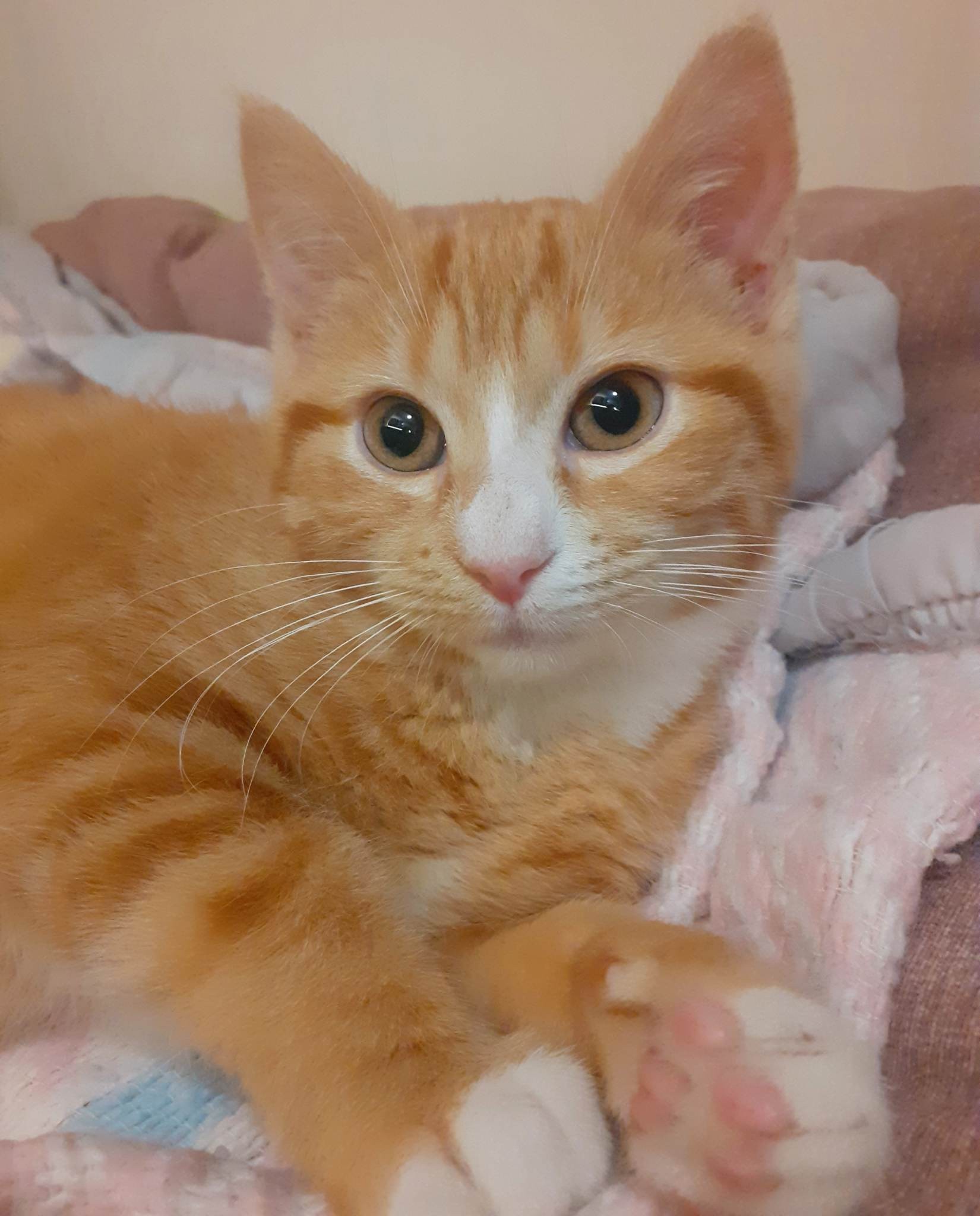 TIRAMISU - F - Née le 22/08/2022 - Adoptée en 01/2023