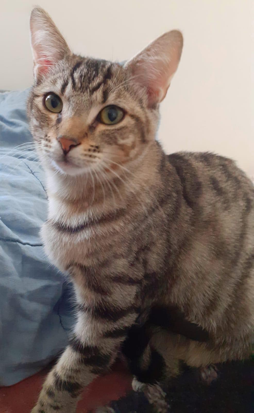 TITOUAN - M - Né le 01/05/2022 - Adopté en 02/2023