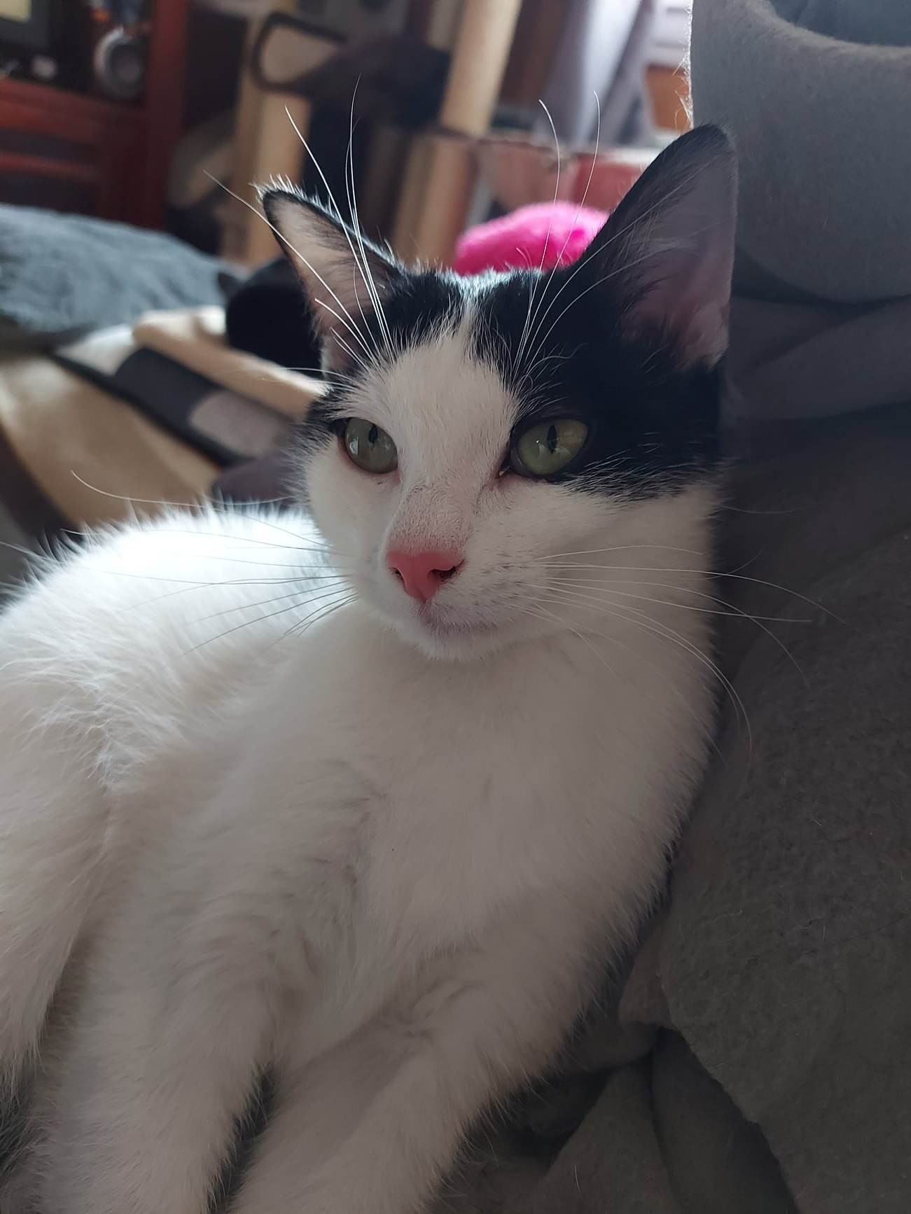 TITUS - M - Né le 01/08/2022 - Adopté en 03/2023