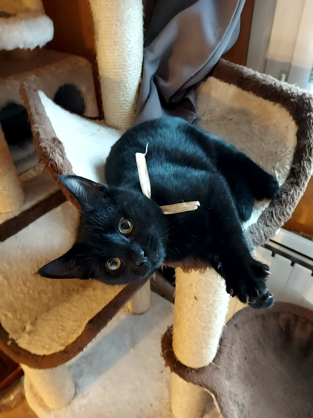 TOFFEE - M - Né le 25/07/2022 - Adopté en Janvier 2023