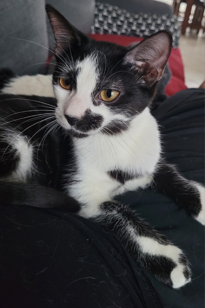 TOOTSIE - F - Née le 01/09/2022 - Adoptée en Avril 2023