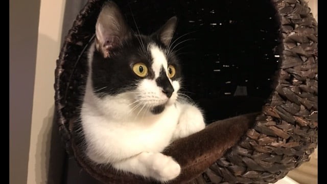 TOPAZE - F - Née le 15/06/2021 - Adoptée en Janvier 2023