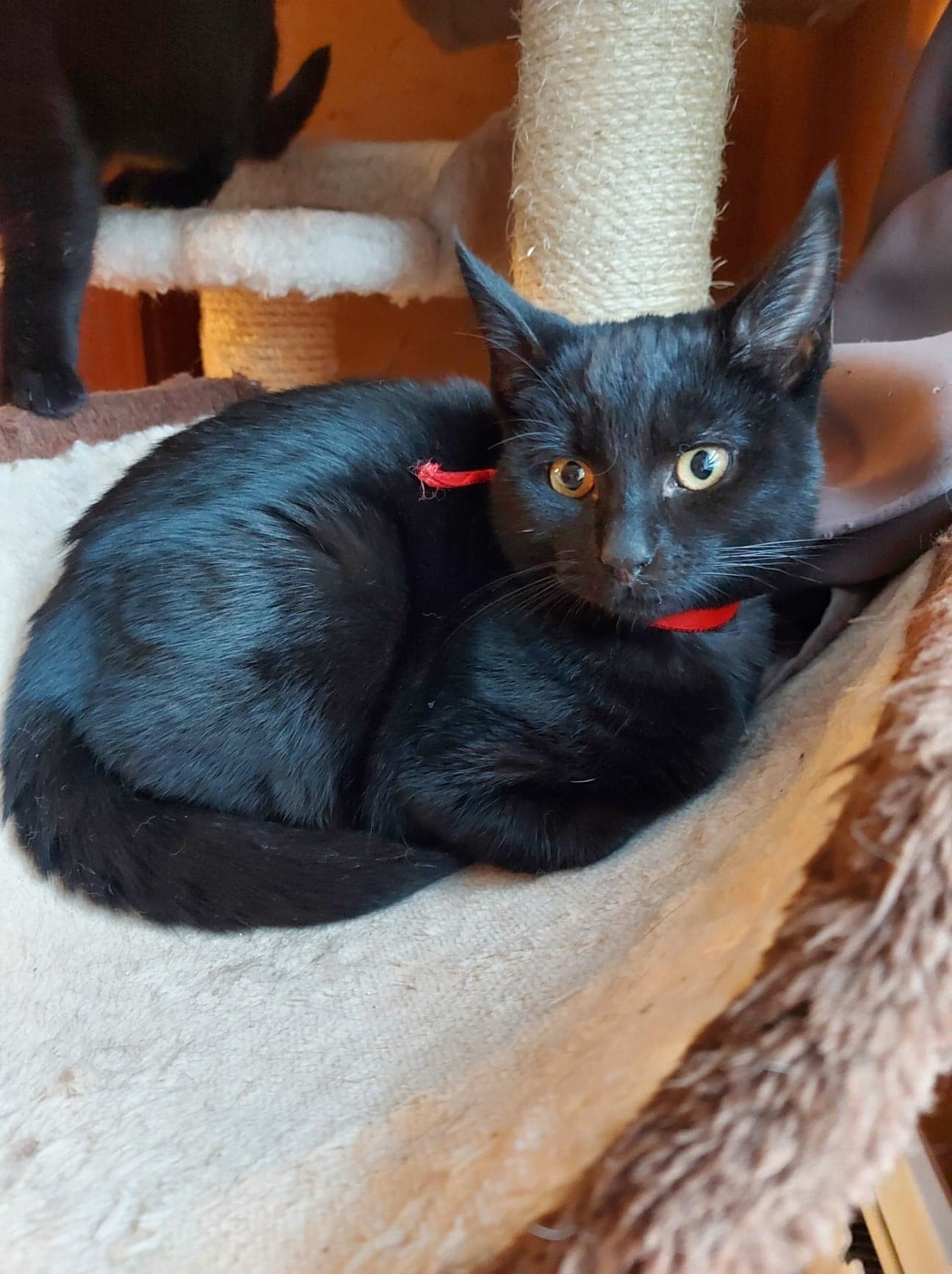 TOPPING - M - Né le 25/07/2022 - Adopté en mars 2023