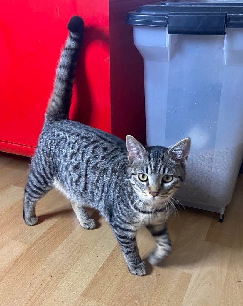 TRAFALGAR - M - 01/06/2022 - Adopté en Janvier 2023